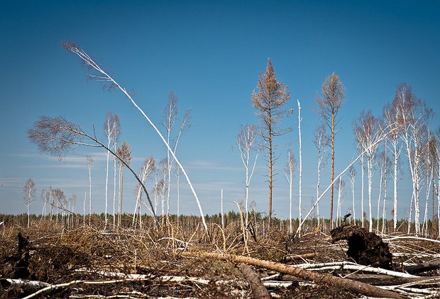 RUSSIA, NEAR RYAZAN - 8 MAY 2011: Piled up woords in the forest one winter after a terribly huge forest fires in Russia in year 2010. Image: Max Mayorov.