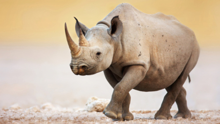 Baby rhinocerso
